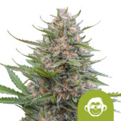 wholesale-royal-queen-seeds-grape-ape-auto-autoflowering-cannabis-seeds-3-seeds-pack