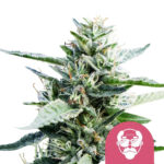 Royal Queen Seeds Granddaddy Purple feminized cannabis seeds (5 seeds pack) wholesale royal queen seeds grape ape feminized cannabis seeds 5 seeds pack