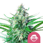 Royal Queen Seeds Grape Ape feminized cannabis seeds (5 seeds pack) wholesale-royal-queen-seeds-grape-ape-feminized-cannabis-seeds-5-seeds-pack
