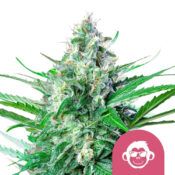 wholesale-royal-queen-seeds-grape-ape-feminized-cannabis-seeds-5-seeds-pack