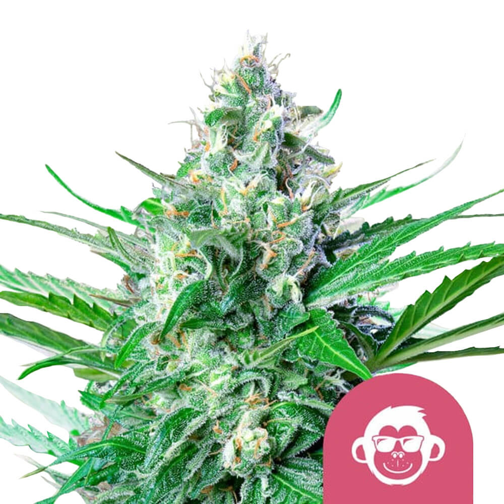 wholesale-royal-queen-seeds-grape-ape-feminized-cannabis-seeds-5-seeds-pack wholesale-royal-queen-seeds-grape-ape-feminized-cannabis-seeds-5-seeds-pack