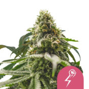 wholesale-royal-queen-seeds-green-crack-punch-feminized-cannabis-seeds-3-seeds-pack