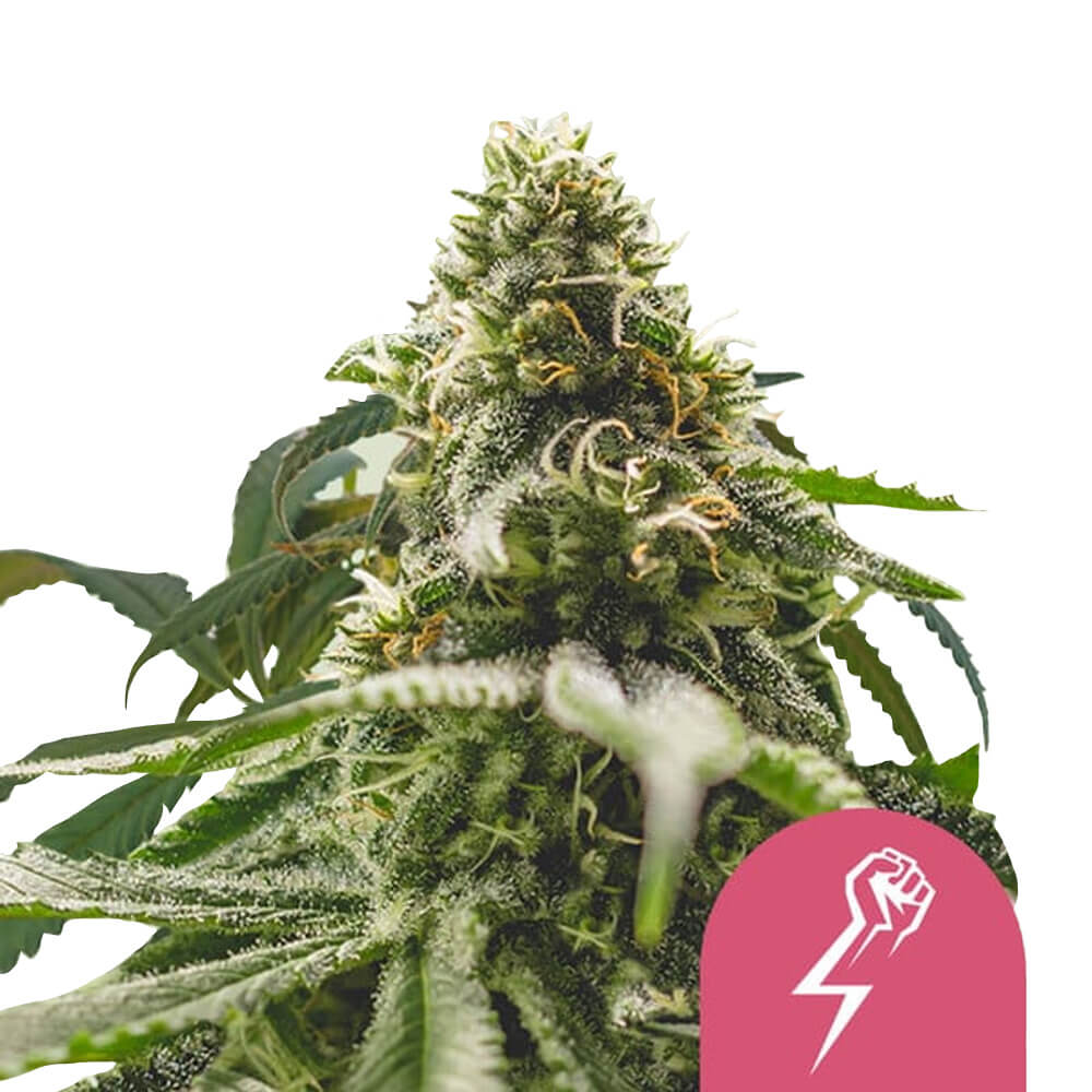 wholesale-royal-queen-seeds-green-crack-punch-feminized-cannabis-seeds-5-seeds-pack wholesale-royal-queen-seeds-green-crack-punch-feminized-cannabis-seeds-5-seeds-pack