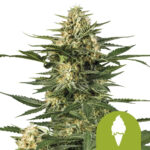 Royal Queen Seeds Green Gelato Auto autoflowering cannabis seeds (5 seeds pack) wholesale-royal-queen-seeds-green-gelato-auto-autoflowering-cannabis-seeds-5-seeds-pack