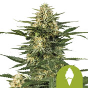 wholesale-royal-queen-seeds-green-gelato-auto-autoflowering-cannabis-seeds-5-seeds-pack