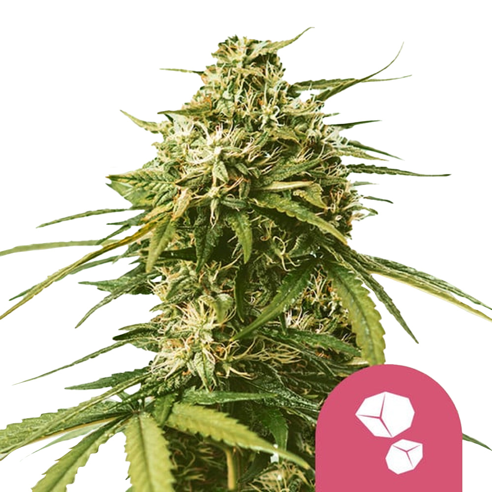 wholesale-royal-queen-seeds-gushers-feminized-cannabis-seeds-3-seeds-pack wholesale-royal-queen-seeds-gushers-feminized-cannabis-seeds-3-seeds-pack