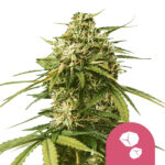 Royal Queen Seeds Gushers feminized cannabis seeds (5 seeds pack) wholesale royal queen seeds gushers feminized cannabis seeds 5 seeds pack