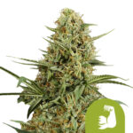 Royal Queen Seeds Hulkberry Automatic autoflowering cannabis seeds (5 seeds pack) wholesale-royal-queen-seeds-hulkberry-automatic-autoflowering-cannabis-seeds-5-seeds-pack