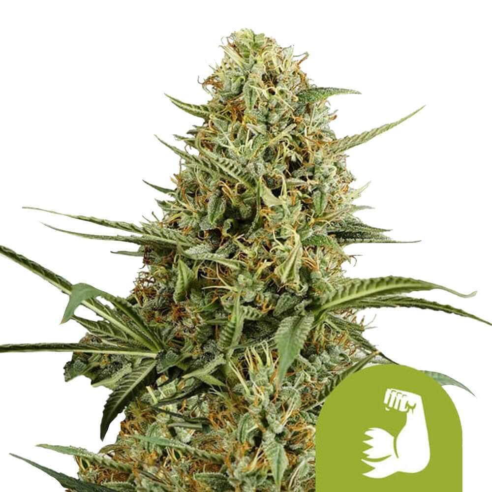 wholesale-royal-queen-seeds-hulkberry-automatic-autoflowering-cannabis-seeds-5-seeds-pack wholesale-royal-queen-seeds-hulkberry-automatic-autoflowering-cannabis-seeds-5-seeds-pack