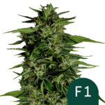 Royal Queen Seeds Hyperion F1 autoflowering Hanfsamen (Packung mit 5 Samen) wholesale-royal-queen-seeds-hyperion-f1-autoflowering-cannabis-seeds-5-seeds-pack