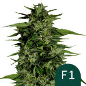 wholesale-royal-queen-seeds-hyperion-f1-autoflowering-cannabis-seeds-5-seeds-pack