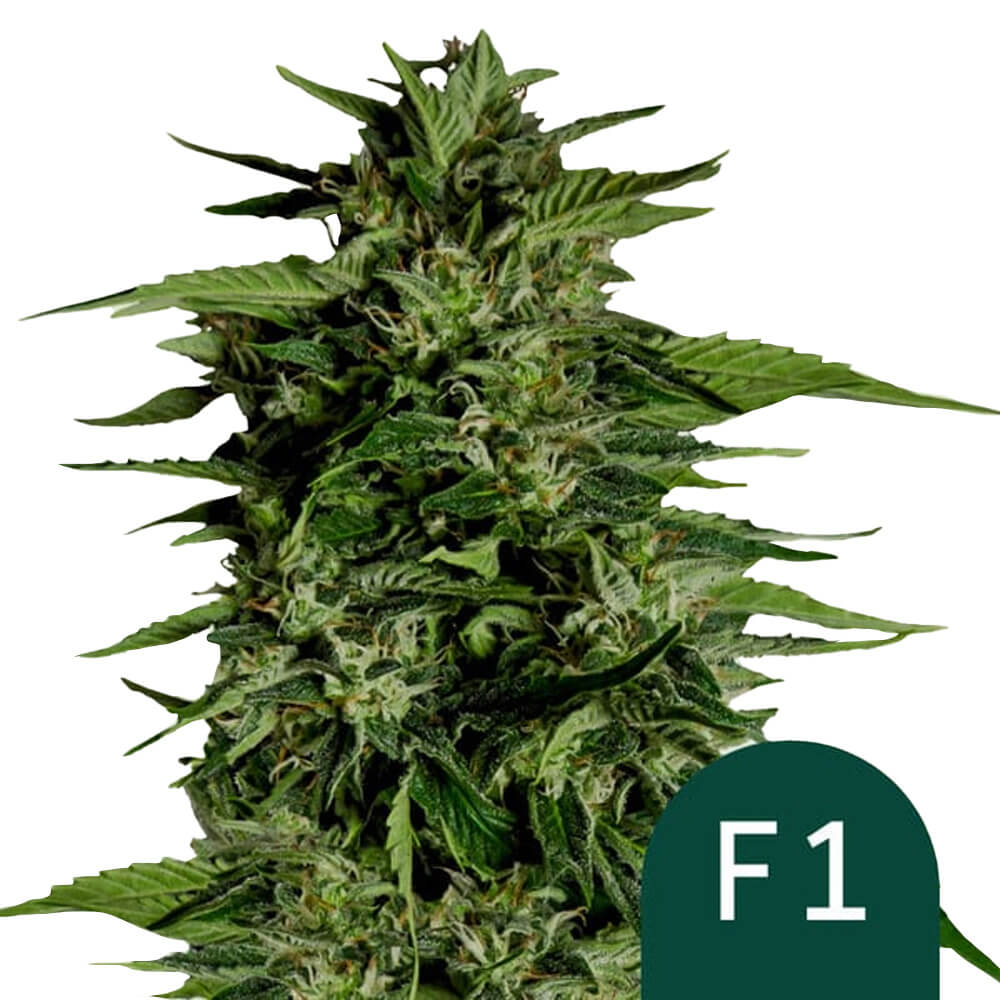 wholesale-royal-queen-seeds-hyperion-f1-autoflowering-cannabis-seeds-5-seeds-pack wholesale-royal-queen-seeds-hyperion-f1-autoflowering-cannabis-seeds-5-seeds-pack
