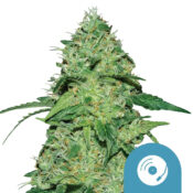 wholesale-royal-queen-seeds-joannes-cbd-cannabis-seeds-3-seeds-pack