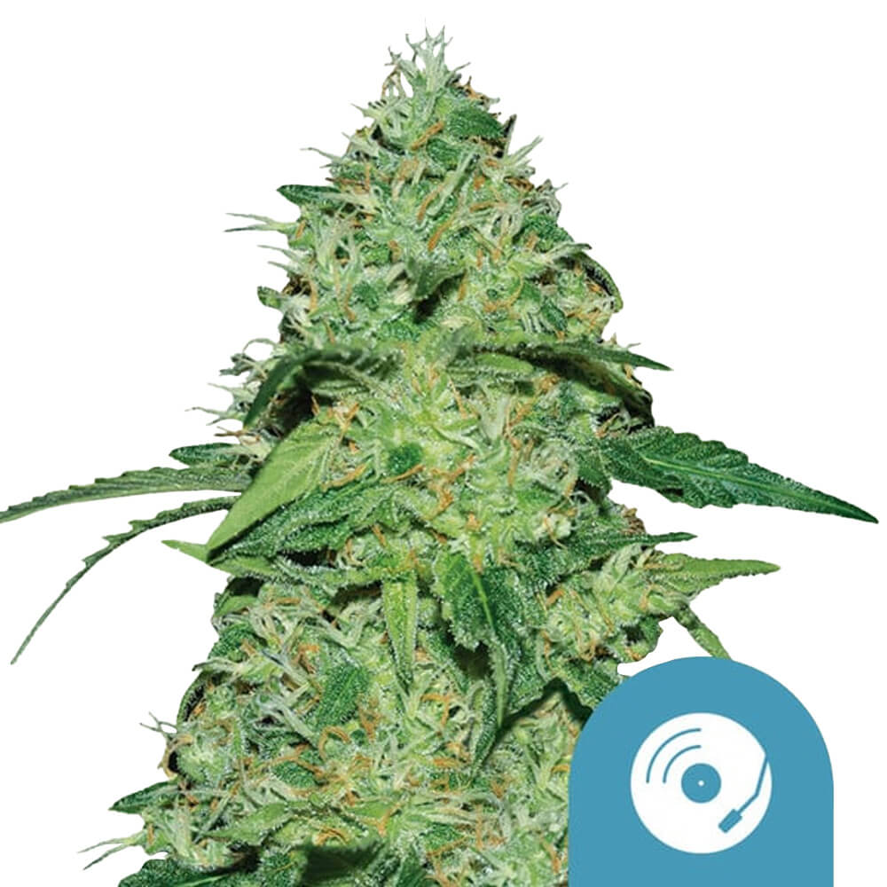 wholesale-royal-queen-seeds-joannes-cbd-cannabis-seeds-5-seeds-pack wholesale-royal-queen-seeds-joannes-cbd-cannabis-seeds-5-seeds-pack