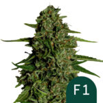 Royal Queen Seeds Medusa F1 autoflowering cannabis seeds (3 seeds pack) wholesale-royal-queen-seeds-medusa-f1-autoflowering-cannabis-seeds-3-seeds-pack