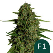 wholesale-royal-queen-seeds-medusa-f1-autoflowering-cannabis-seeds-3-seeds-pack
