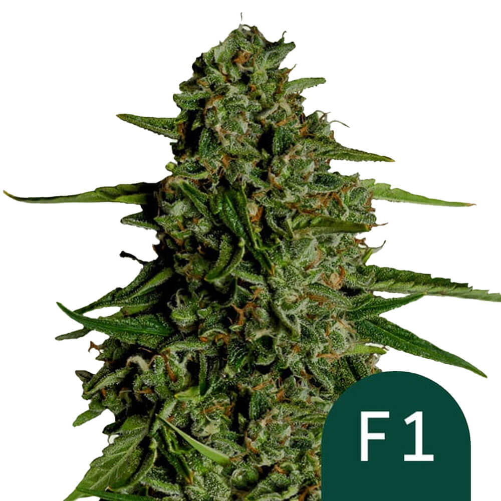 wholesale-royal-queen-seeds-medusa-f1-autoflowering-cannabis-seeds-5-seeds-pack wholesale-royal-queen-seeds-medusa-f1-autoflowering-cannabis-seeds-5-seeds-pack