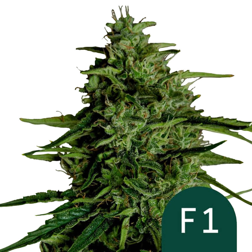 wholesale-royal-queen-seeds-milky-way-f1-autoflowering-cannabis-seeds-3-seeds-pack Royal Queen Seeds Milky Way F1 autoflowering cannabis seeds (3 seeds pack) - Image 1