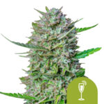 wholesale-royal-queen-seeds-mimosa-auto-autoflowering-cannabis-seeds-3-seeds-pack
