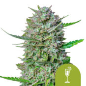 wholesale-royal-queen-seeds-mimosa-auto-autoflowering-cannabis-seeds-5-seeds-pack