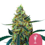 Royal Queen Seeds Mimosa feminized cannabis seeds (5 seeds pack) wholesale-royal-queen-seeds-mimosa-feminized-cannabis-seeds-5-seeds-pack