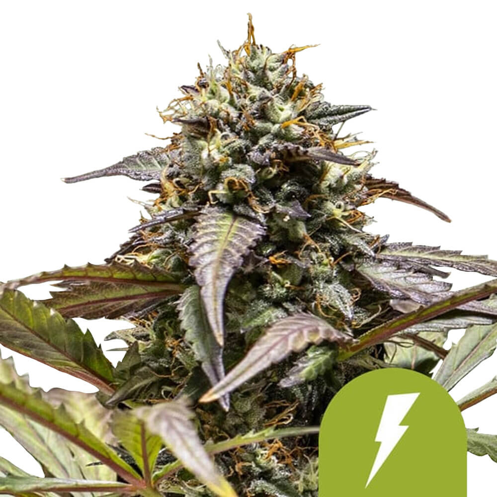 wholesale-royal-queen-seeds-north-thunderfuck-autoflowering-cannabis-seeds-5-seeds-pack Royal Queen Seeds North Thunderfuck autoflowering cannabis seeds (5 seeds pack) - Image 1
