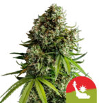 wholesale-royal-queen-seeds-nyc-sour-d-auto-autoflowering-cannabis-seeds-5-seeds-pack