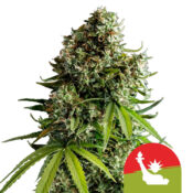 wholesale-royal-queen-seeds-nyc-sour-d-auto-autoflowering-cannabis-seeds-5-seeds-pack
