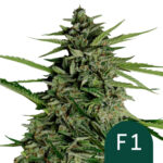 Royal Queen Seeds Orion F1 autoflowering cannabis seeds (3 seeds pack) wholesale royal queen seeds orion f1 autoflowering cannabis seeds 3 seeds pack