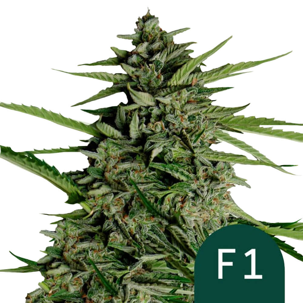 wholesale-royal-queen-seeds-orion-f1-autoflowering-cannabis-seeds-5-seeds-pack Royal Queen Seeds Orion F1 autoflowering cannabis seeds (5 seeds pack) - Image 1