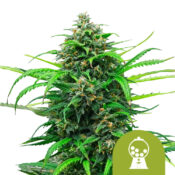 wholesale-royal-queen-seeds-pink-runtz-auto-autoflowering-cannabis-seeds-5-seeds-pack