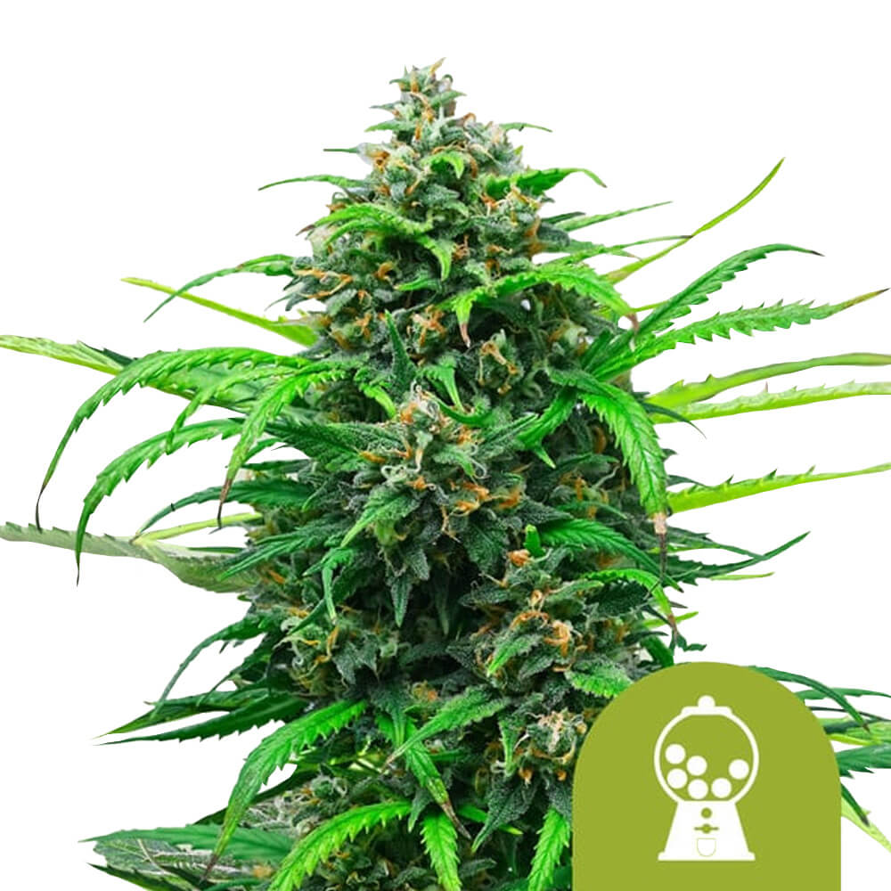 wholesale-royal-queen-seeds-pink-runtz-auto-autoflowering-cannabis-seeds-5-seeds-pack wholesale-royal-queen-seeds-pink-runtz-auto-autoflowering-cannabis-seeds-5-seeds-pack