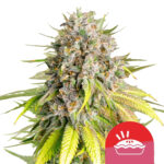 Royal Queen Seeds x Tyson 2.0 Punch Pie feminized cannabis seeds (3 seeds pack) wholesale-royal-queen-seeds-punch-pie-autoflowering-cannabis-seeds-3-seeds-pack