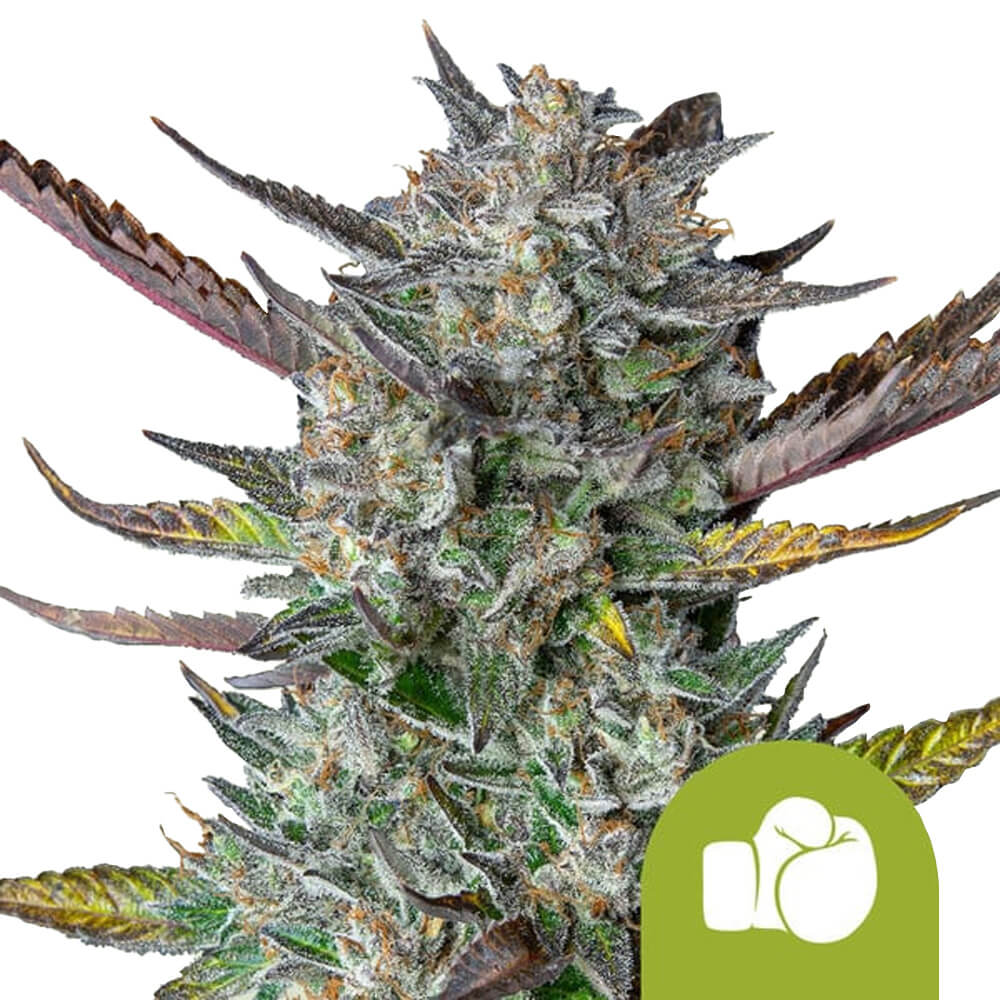 wholesale-royal-queen-seeds-purple-punch-auto-autoflowering-cannabis-seeds-5-seeds-pack Royal Queen Seeds Purple Punch Auto autoflowering cannabis seeds (5 seeds pack) - Image 1