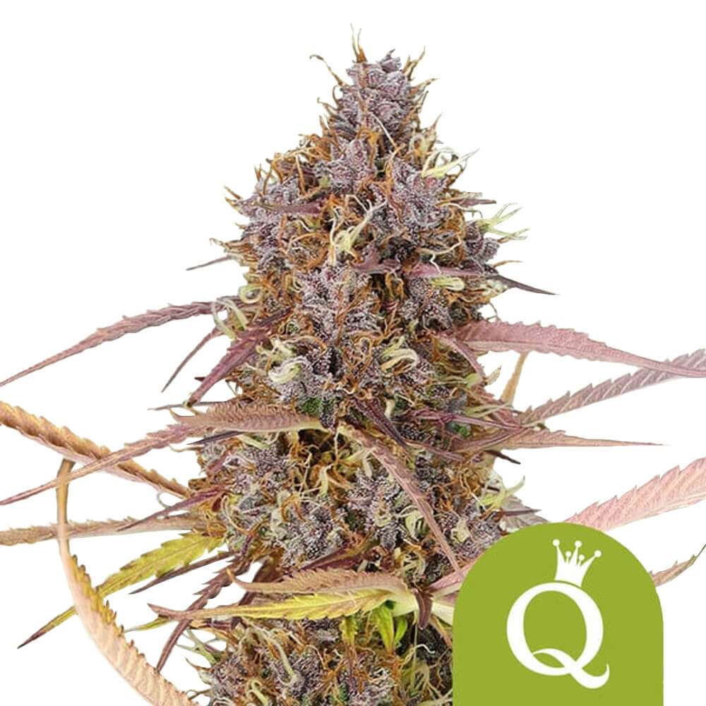 wholesale-royal-queen-seeds-purple-queen-auto-autoflowering-cannabis-seeds-5-seeds-pack Royal Queen Seeds Purple Queen Auto autoflowering cannabis seeds (5 seeds pack) - Image 1