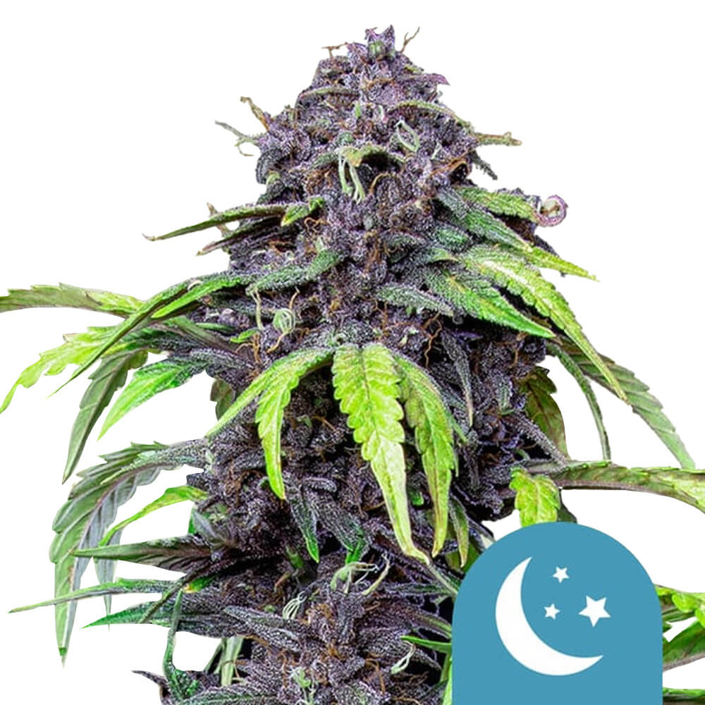 wholesale-royal-queen-seeds-purplematic-cbd-cannabis-seeds-3-seeds-pack Royal Queen Seeds Purplematic CBD cannabis seeds (3 seeds pack) - Image 1