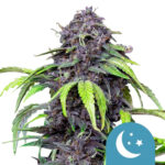 Royal Queen Seeds Purplematic CBD cannabis seeds (5 seeds pack) wholesale royal queen seeds purplematic cbd cannabis seeds 5 seeds pack