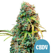 wholesale-royal-queen-seeds-royal-cbdv-autoflowering-cannabis-seeds-5-seeds-pack