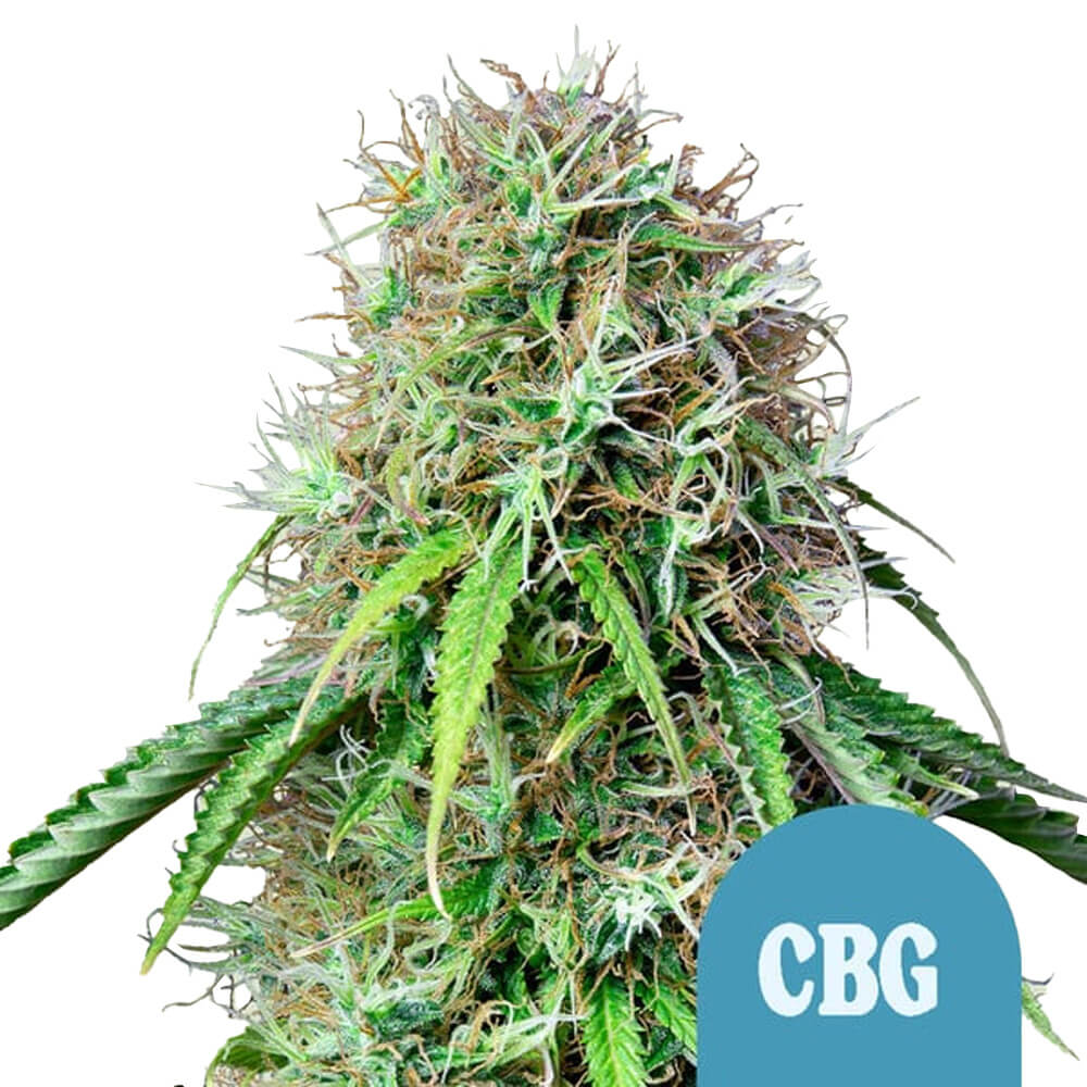 wholesale-royal-queen-seeds-royal-cbg-autoflowering-cannabis-seeds-3-seeds-pack wholesale-royal-queen-seeds-royal-cbg-autoflowering-cannabis-seeds-3-seeds-pack