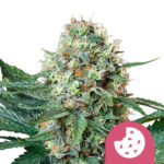 Royal Queen Seeds Royal Cookies feminized cannabis seeds (3 seeds pack) wholesale royal queen seeds royal cookies feminized cannabis seeds 3 seeds pack