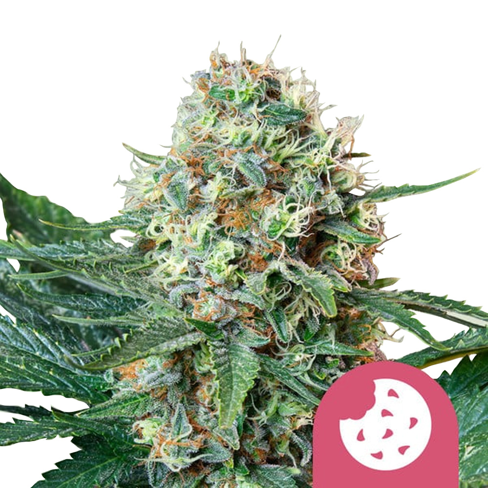 wholesale-royal-queen-seeds-royal-cookies-feminized-cannabis-seeds-3-seeds-pack Royal Queen Seeds Royal Cookies feminized cannabis seeds (3 seeds pack) - Image 1