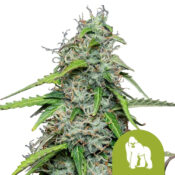 wholesale-royal-queen-seeds-royal-gorilla-automatic-autoflowering-cannabis-seeds-3-seeds-pack