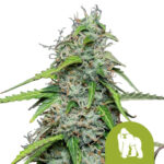 Royal Queen Seeds Royal Gorilla Automatic autoflowering cannabis seeds (5 seeds pack) wholesale-royal-queen-seeds-royal-gorilla-automatic-autoflowering-cannabis-seeds-5-seeds-pack