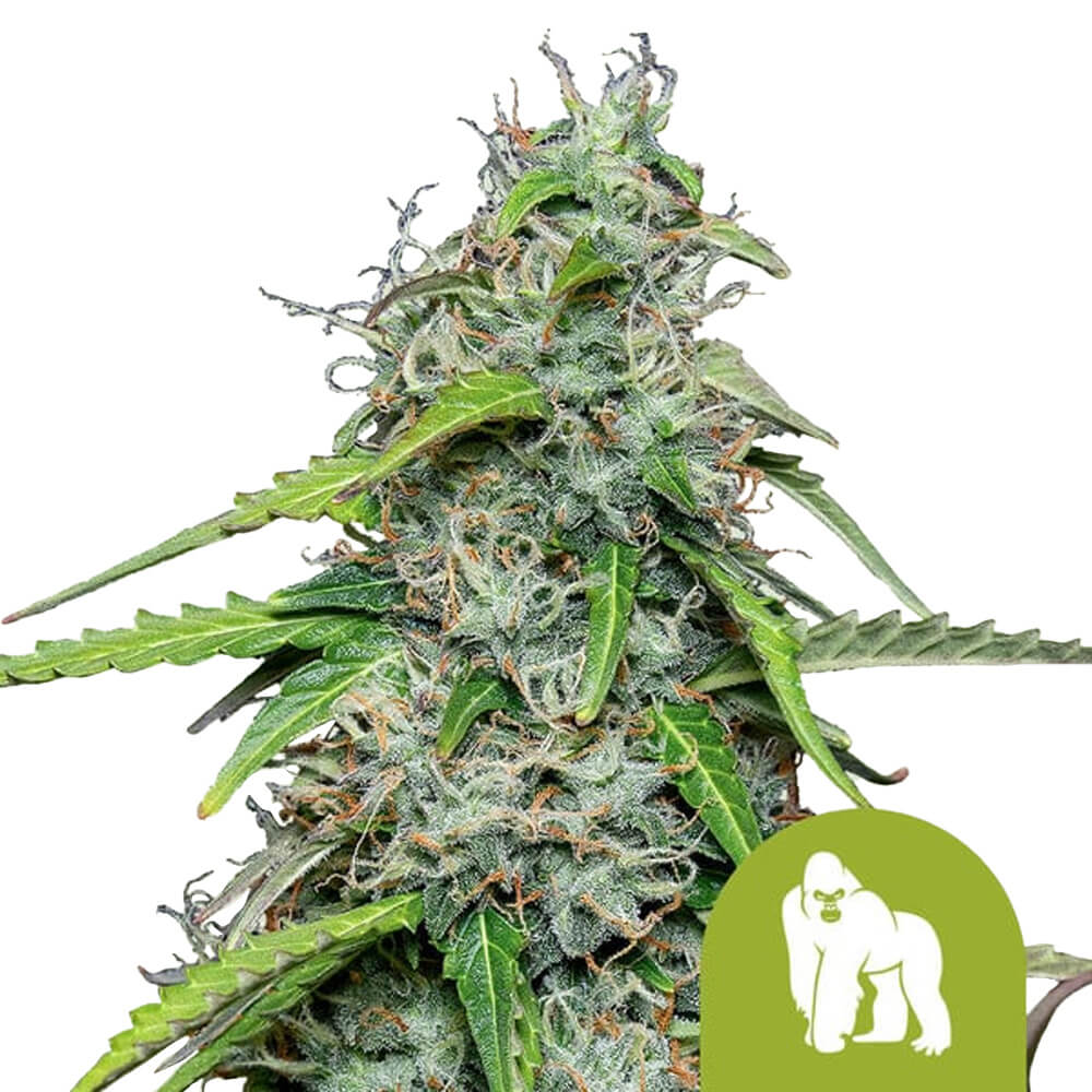 wholesale-royal-queen-seeds-royal-gorilla-automatic-autoflowering-cannabis-seeds-5-seeds-pack wholesale-royal-queen-seeds-royal-gorilla-automatic-autoflowering-cannabis-seeds-5-seeds-pack