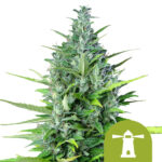 Royal Queen Seeds Royal Haze autoflowering cannabis seeds (5 seeds pack) wholesale-royal-queen-seeds-royal-haze-autoflowering-cannabis-seeds-5-seeds-pack
