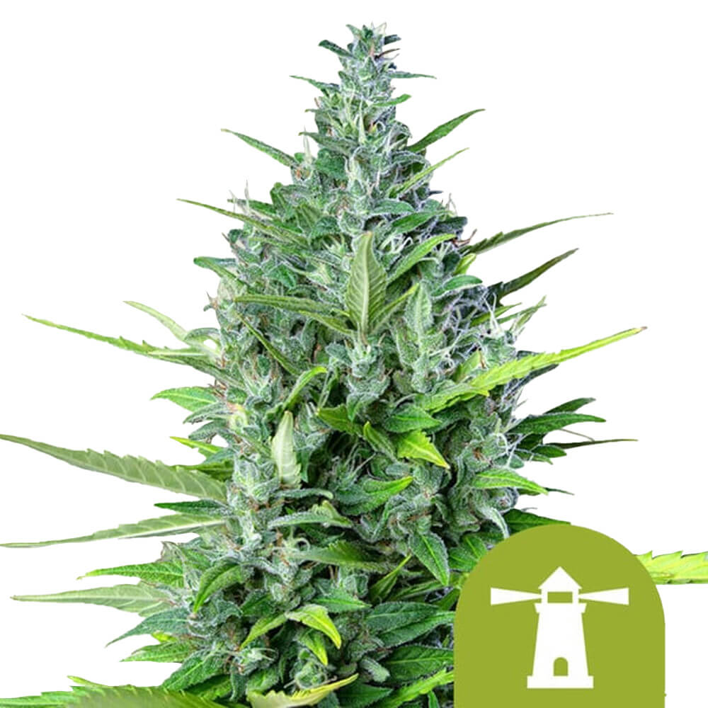 wholesale-royal-queen-seeds-royal-haze-autoflowering-cannabis-seeds-5-seeds-pack wholesale-royal-queen-seeds-royal-haze-autoflowering-cannabis-seeds-5-seeds-pack