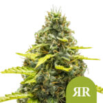 wholesale-royal-queen-seeds-royal-runtz-auto-autoflowering-cannabis-seeds-3-seeds-pack