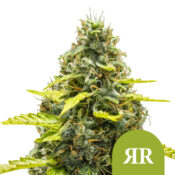 wholesale-royal-queen-seeds-royal-runtz-auto-autoflowering-cannabis-seeds-5-seeds-pack