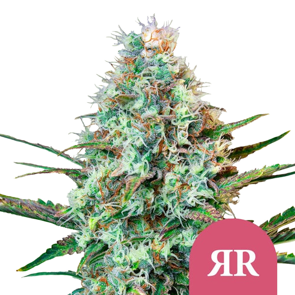 wholesale-royal-queen-seeds-royal-runtz-feminized-cannabis-seeds-3-seeds-pack Royal Queen Seeds Royal Runtz feminized cannabis seeds (3 seeds pack) - Image 1