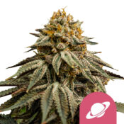 wholesale-royal-queen-seeds-royal-skywalker-feminized-cannabis-seeds-3-seeds-pack
